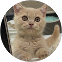 マンチカン profile picture